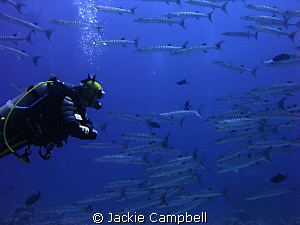 My buddy swimming with a near constant stream of barracud... by Jackie Campbell 